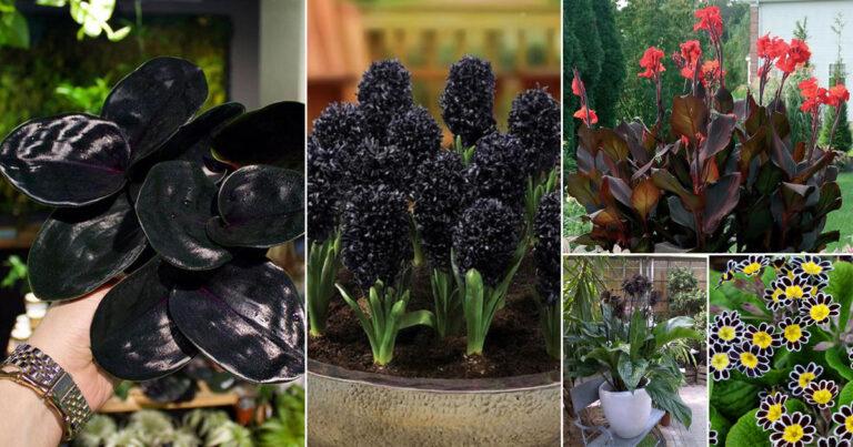 46 Black Flowers and Plants to Add Drama to Your Garden