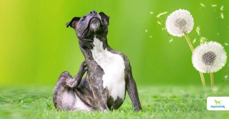 6 Natural Solutions For Environmental Allergies In Dogs | Dogs Naturally