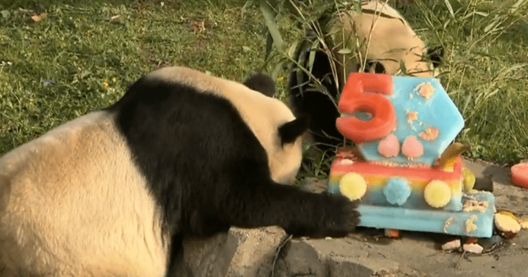 Giant pandas celebrate 50-year anniversary of U.S.-China program - CBS News
