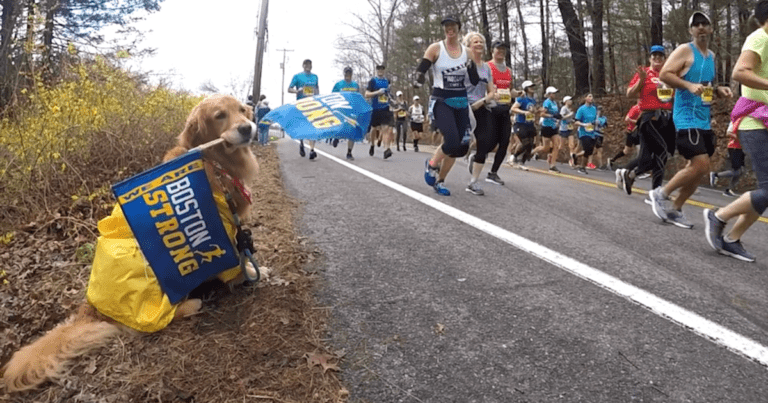 Spencer the beloved therapy dog named "official dog of the Boston Marathon" after battling cancer - CBS News