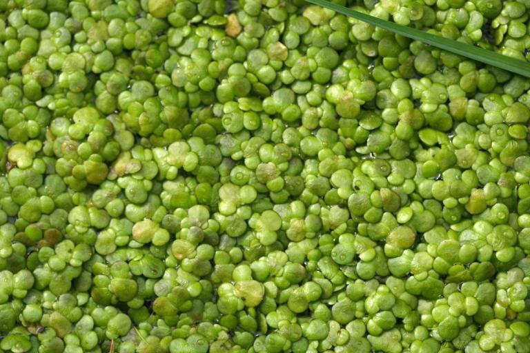 Water Lentils: The Most Bioavailable Source of B12