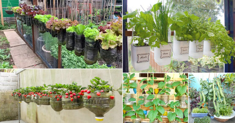 23 DIY Edible Garden Ideas from Plastic Bottles | Balcony Garden Web