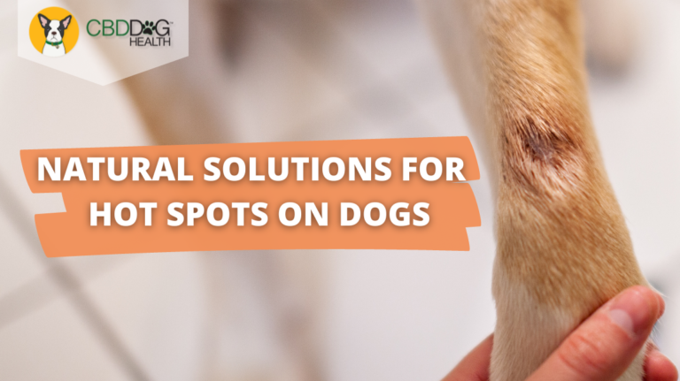 How to Treat Hot Spots on Dogs: Natural Remedies | CBD Dog Health