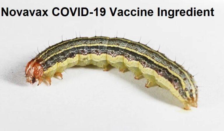 Novavax Vaccine Contains 1 mcg Armyworm and Baculovirus Proteins Injected into you with Each Dose