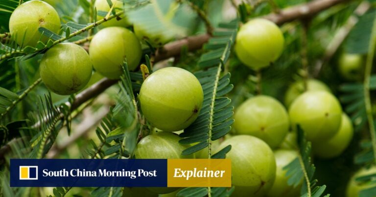 What is amla? The Indian gooseberry hailed as a superfood for its apparent anticancer, anti-diabetes and anti-ageing properties | South China Morning Post