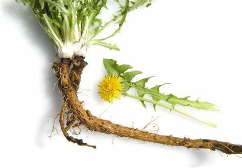 Dandelion Leaf Extract Blocks Spike Proteins From Binding To ACE2 Receptors On Cells | Holistic Health Online