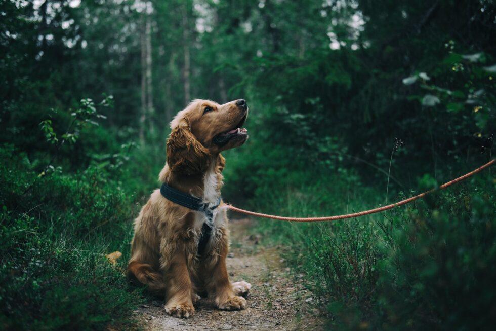 Holistic Cancer Treatment and Prevention in Pets | Animal Care Center of Castle Pines