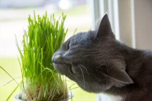 Bored Cat? Relieve Stress With Edible Greens | Fear Free Happy Homes