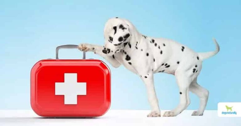 Herbal First Aid For Dogs: Top Natural Remedies To Help Your Dog Heal