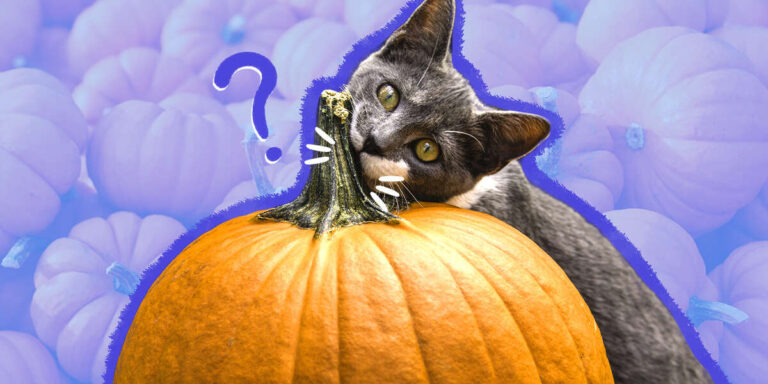 Can Cats Eat Pumpkin? - DodoWell - The Dodo