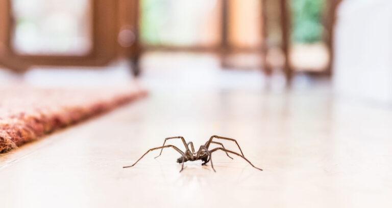 10 Natural Ways To Keep Spiders Out Of Your House! - Farmers' Almanac - Plan Your Day. Grow Your Life.