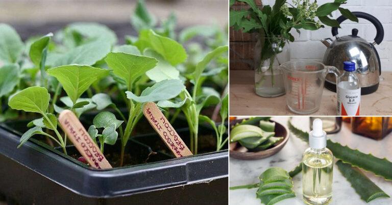 10 Phenomenal Glycerin Uses in the Garden