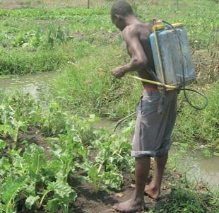 CSOs call for organic food laws, ban on herbicides