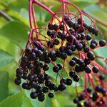 Easy Elderberry Immune Support Cold Remedy | Recipe | Natural Healing