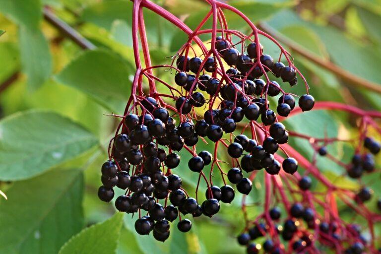 Easy Elderberry Immune Support Cold Remedy | Recipe | Natural Healing
