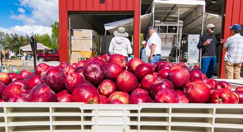 Harvest your apples for community juicing day