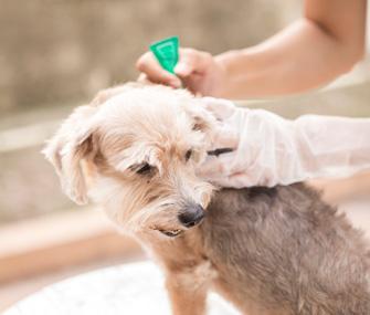 Natural Remedies For Dog Ticks