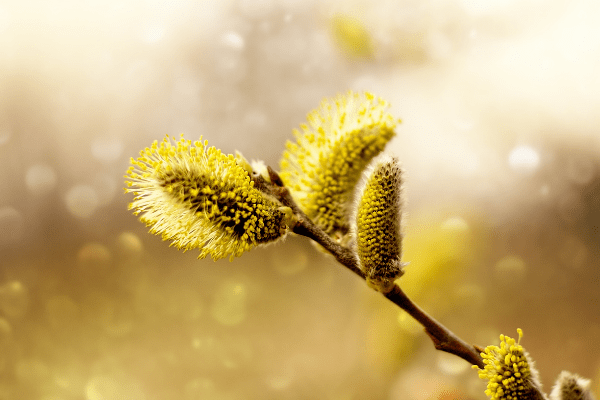 Natural Remedies for Seasonal Allergies - Healthy Rx for Life