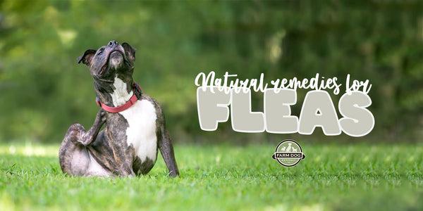 Guidance for Natural Remedies for Fleas and Ticks – Farm Dog Naturals