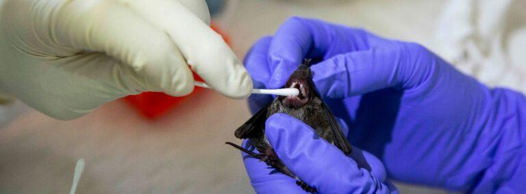 NIH Gives Peter Daszak’s Eco Health $653,392 to Study Bat Coronaviruses in Myanmar, Laos, and Vietnam › American Greatness
