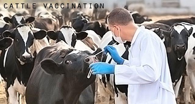They Are giving Cows mRNA Vaccine Which Will Pass the Vaccine Into Milk, Cheese etc - Greek News On Demand / ΕΛΛΗΝΙΚΑ ΝΕΑ ΤΩΡΑ