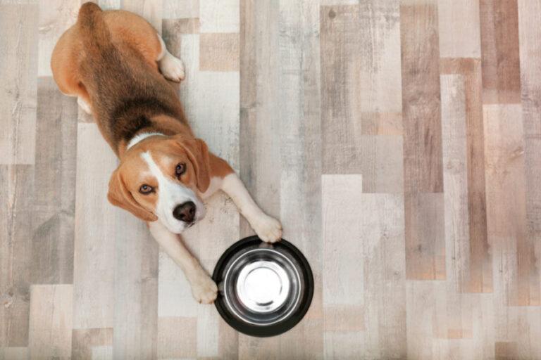 Intermittent Fasting – Can It Help Dogs Stay Healthier and Live Longer?