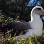 Why Birds Are Anti-Aging Superstars | Audubon