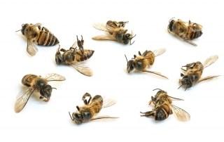 https://healthimpactnews.com/wp-content/uploads/sites/2/2016/09/dead-bees-320x202.jpg