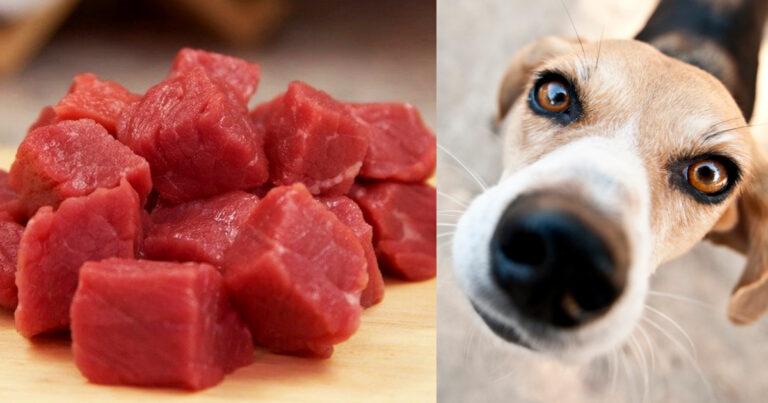 Homemade Dog Food: Get Cooking For Your Good Looking Hound