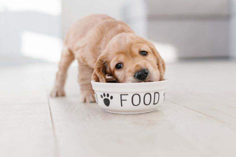 Dogs that eat raw food rather than kibble have better gut health | New Scientist