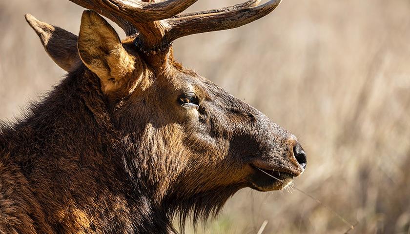 Source: Forestry Workers Find Animals Dying at Alarming Rates in Ohio Parks Following East Palestine Train Derailment