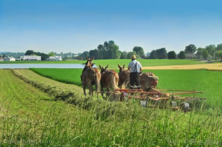 USDA Threatens Amish Farmer With Fines And PRISON Time For Selling Raw Milk And Grass-fed Beef To Community | Holistic Health Online