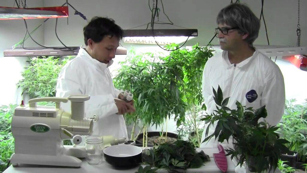 Juicing Raw Cannabis for Highest Health Benefit