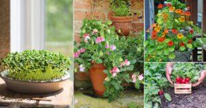 38 Best Seeds for Gardening that Grow Quickly in Just 5 Days