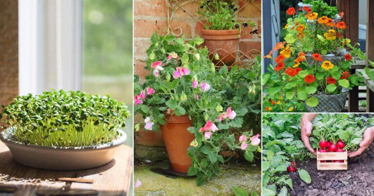 38 Best Seeds for Gardening that Grow Quickly in Just 5 Days