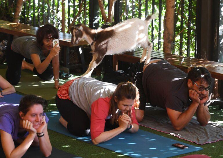 Do goats like goat yoga and group hiking with goats?