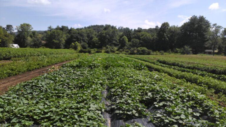 Organic Food Sales Continue to Increase | NC State Extension