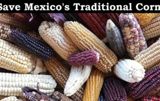 https://healthimpactnews.com/wp-content/uploads/sites/2/2023/06/save-mexicos-traditional-corn-320x202.jpg