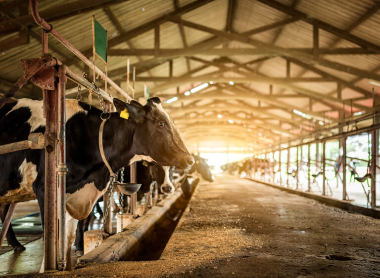 4 Dairy Companies with the Worst Food Quality Practices