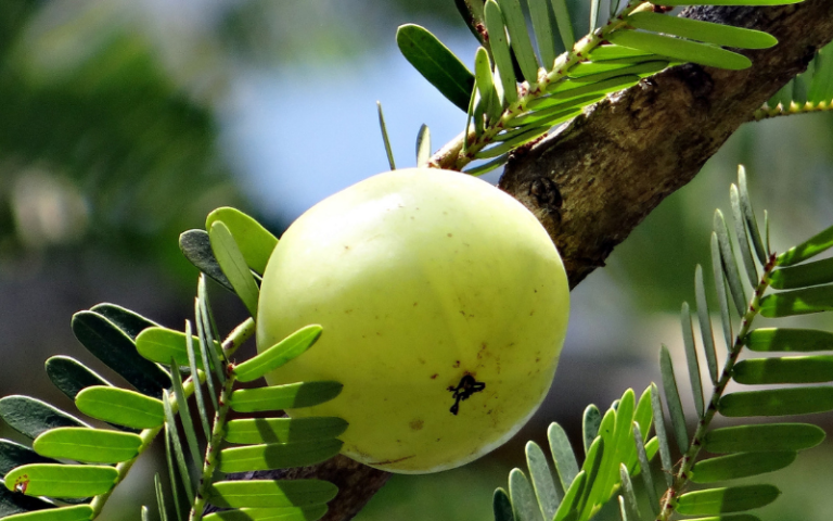 Reflux and natural remedies: Amla // Peptest informational blog