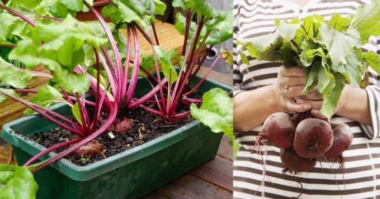 Growing Beets in Containers | How to Grow Beets in Pots | Balcony Garden Web