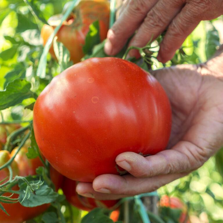 How To Keep Tomato Plants Producing - 5 Tips To More Tomatoes!