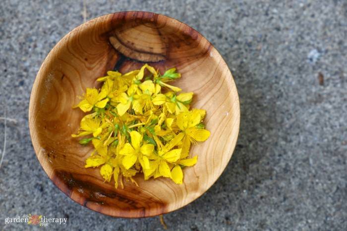 https://gardentherapy.ca/wp-content/uploads/2020/07/forage-st-johns-wort.jpg