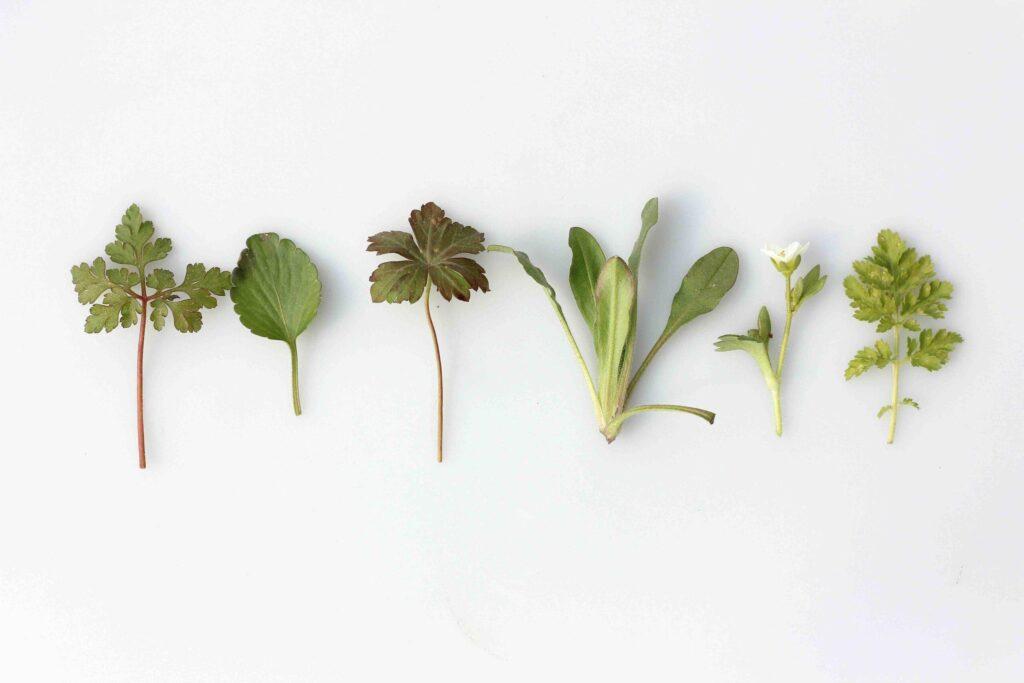 8 Impressive Bitters Benefits for Gut Health | Dr. Will Cole