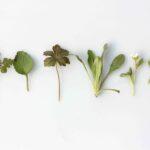 8 Impressive Bitters Benefits for Gut Health | Dr. Will Cole