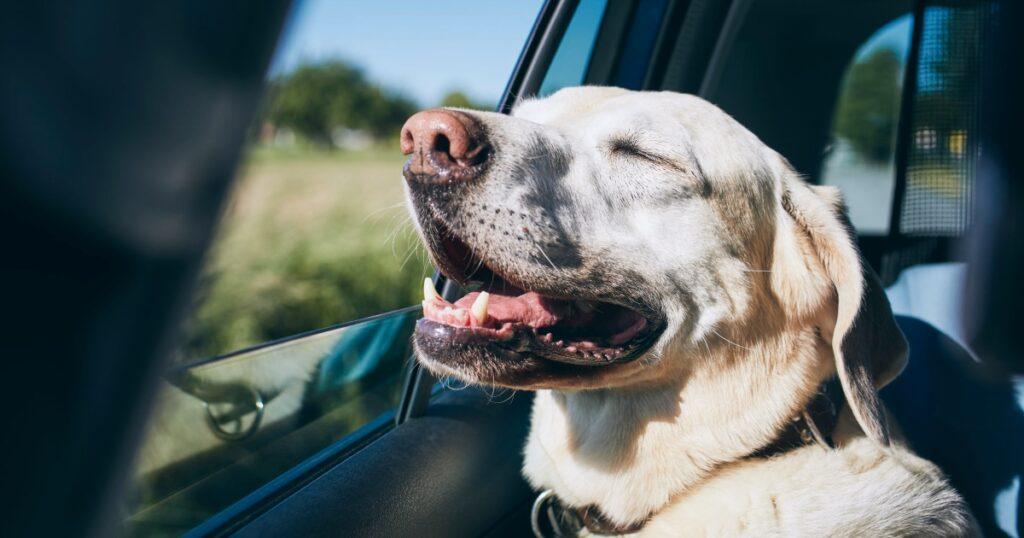 Dog Car Sickness Remedies: Medicines & Natural Remedies - Dr. Buzby's ToeGrips for Dogs
