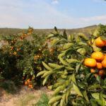 "Juicing orange prices to only keep rising"