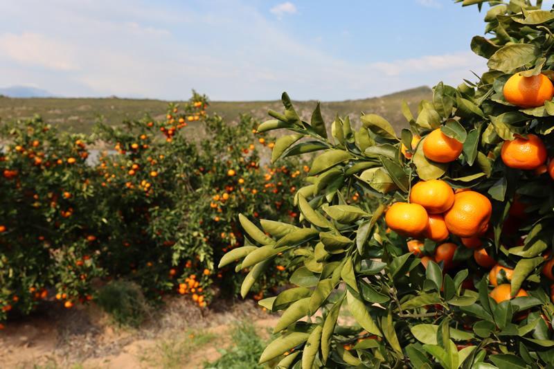 "Juicing orange prices to only keep rising"
