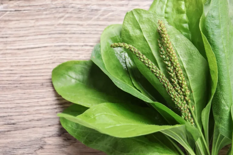 Exploring the Healing Wonders of Broadleaf Plantain: Nature’s Gift for Holistic Well-Being