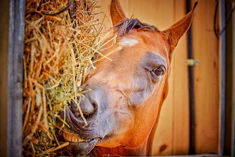 How Diet Affects Equine Gut Health – The Horse